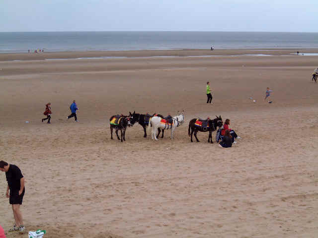 Donkey.jpg (24466 bytes)
