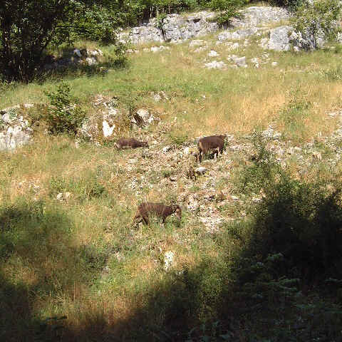Goats.jpg (44112 bytes)
