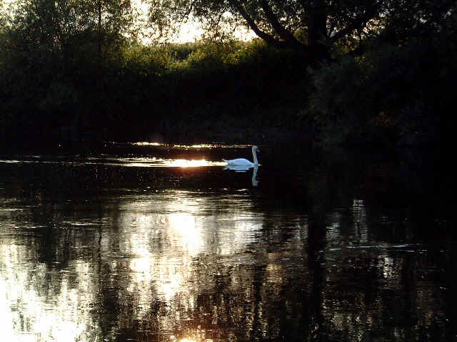 Swan.jpg (40972 bytes)